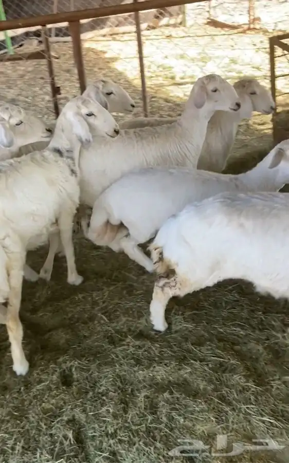 رخال كففو وخرفان 1