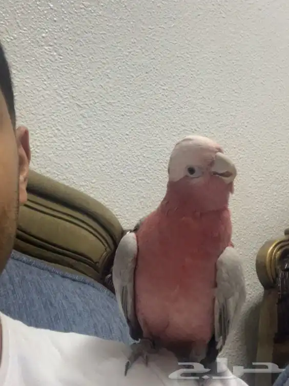 كوكاتو قالا للبيع 1