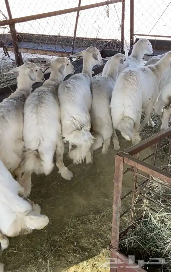 رخال كففو وخرفان 0