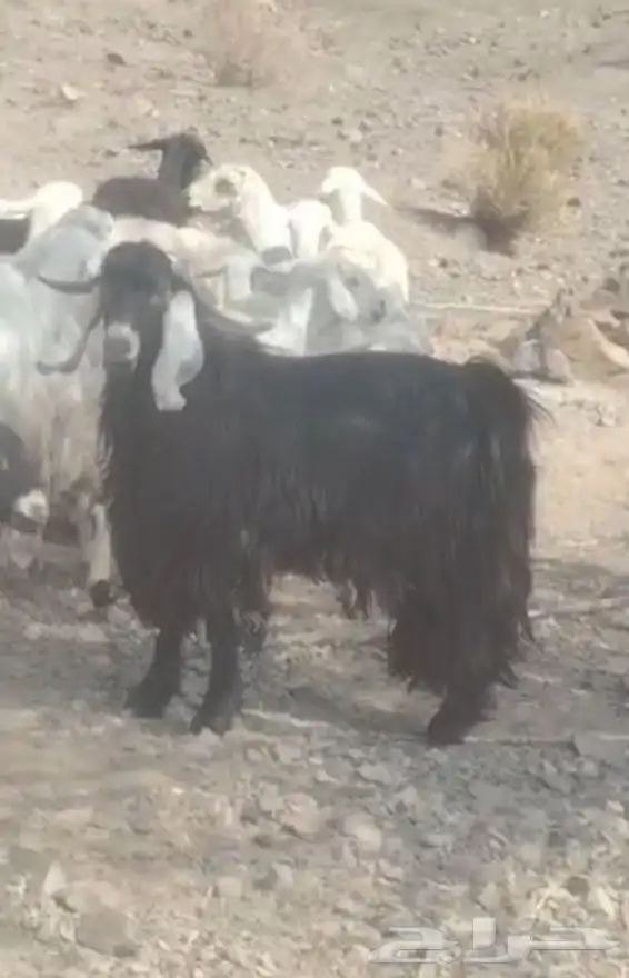 تيس فحل عارضي 0