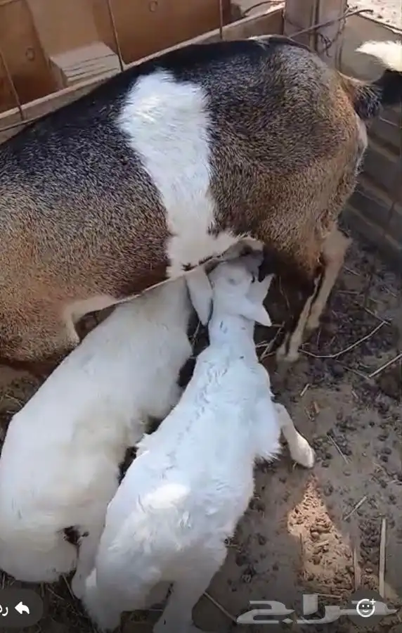 طليان دواغير 3