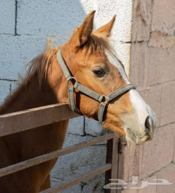 فرسه جزيريه مع مهرتها 1