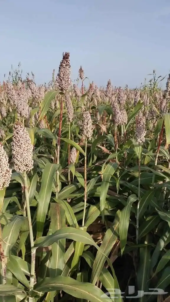 أبحث عن عمل 4