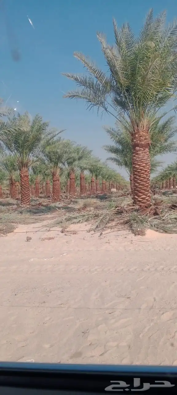 يوجود لدينا نخل عربي وشنطني 1
