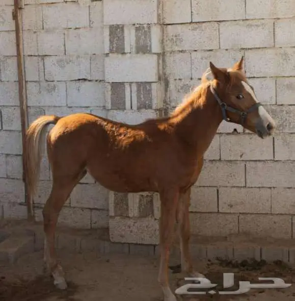 فرسه جزيريه مع مهرتها 7