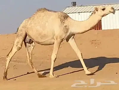 لقحه شقحاء index