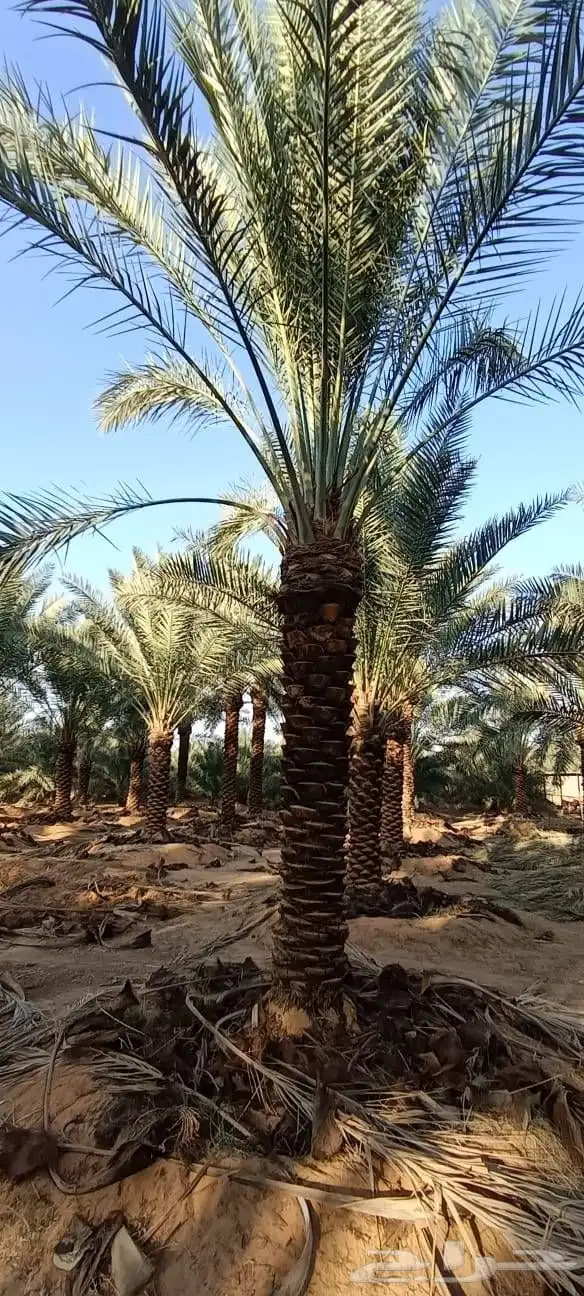 نخل واشنطن زينه للبيع ونخل مثمر لتواصل 6