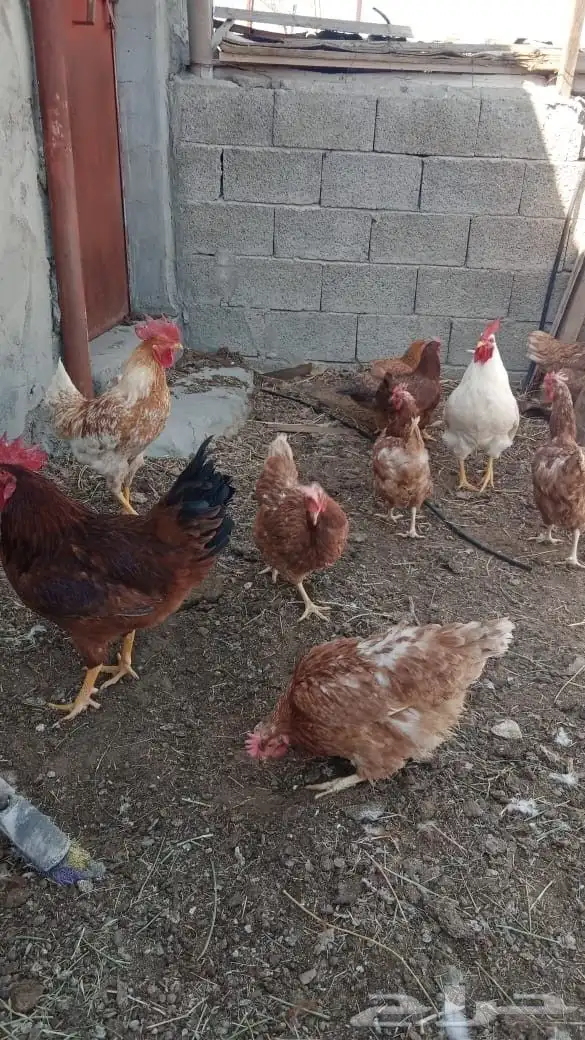 بيض هولمان 2