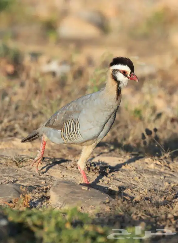 ذكور حجل عربي للبيع 1