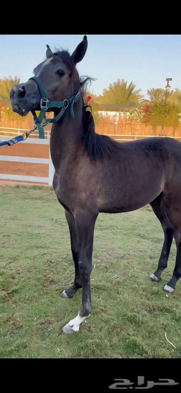 مهره واهو مميزه البيع لاعلى سوم 0