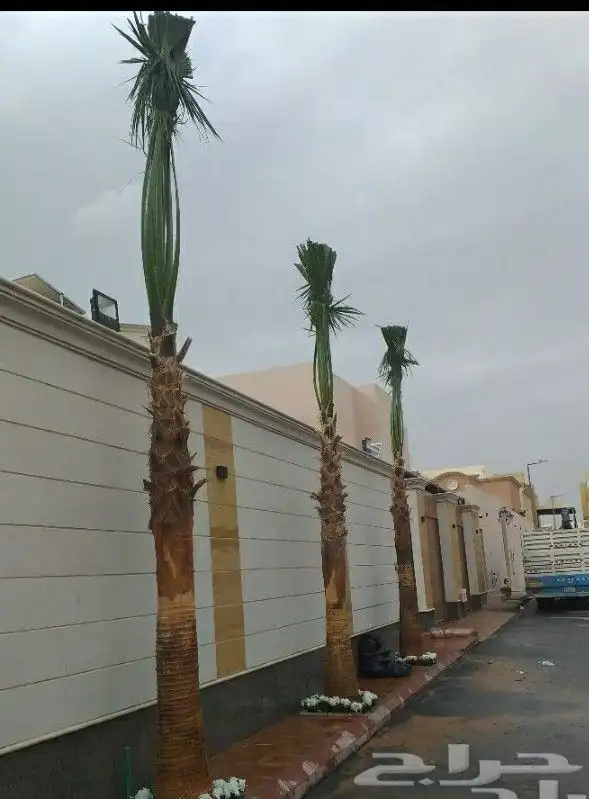 نخل واشنطنيا زينه أمريكي 6