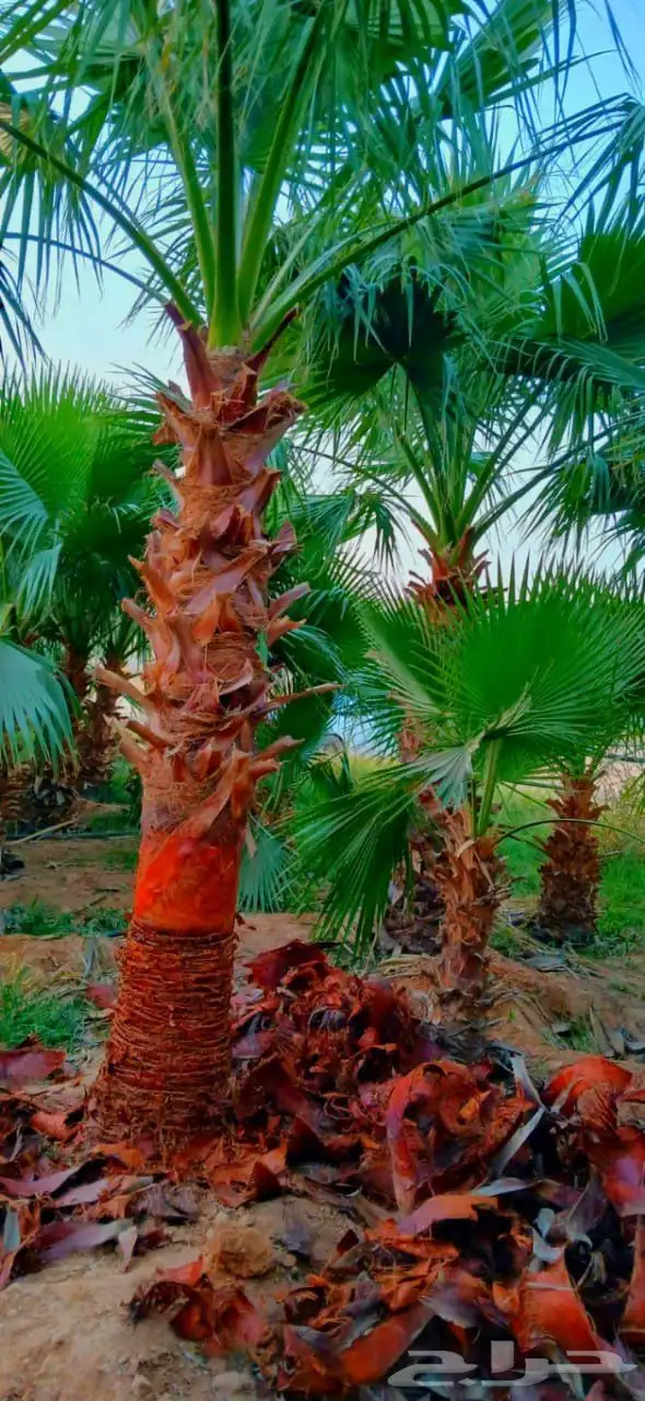 نخل واشنطني واشنطونيا نخل مثمر نقايل جثايث اخلاص سكري برحي ص 3