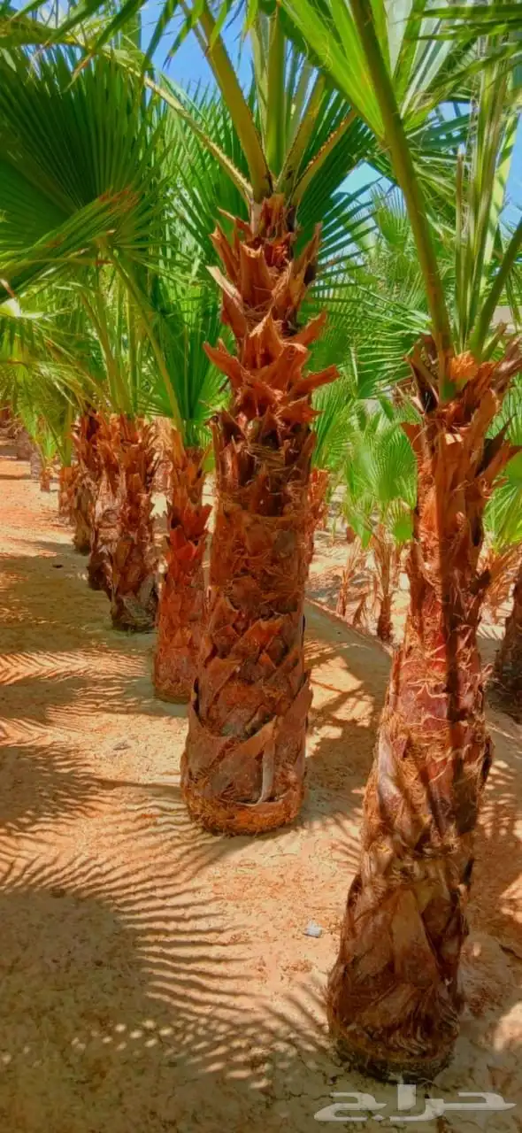 نخل واشنطني واشنطونيا نخل مثمر نقايل جثايث اخلاص سكري برحي ص 6