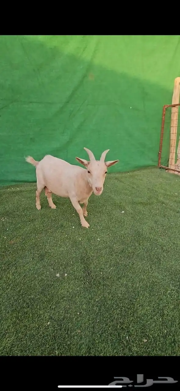 الماعز القزم الكبير 26