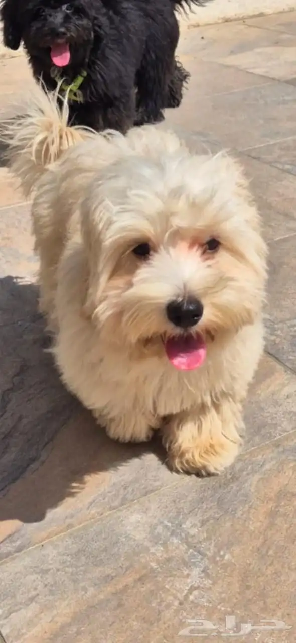 كلب للتبني في مدينه جده 0
