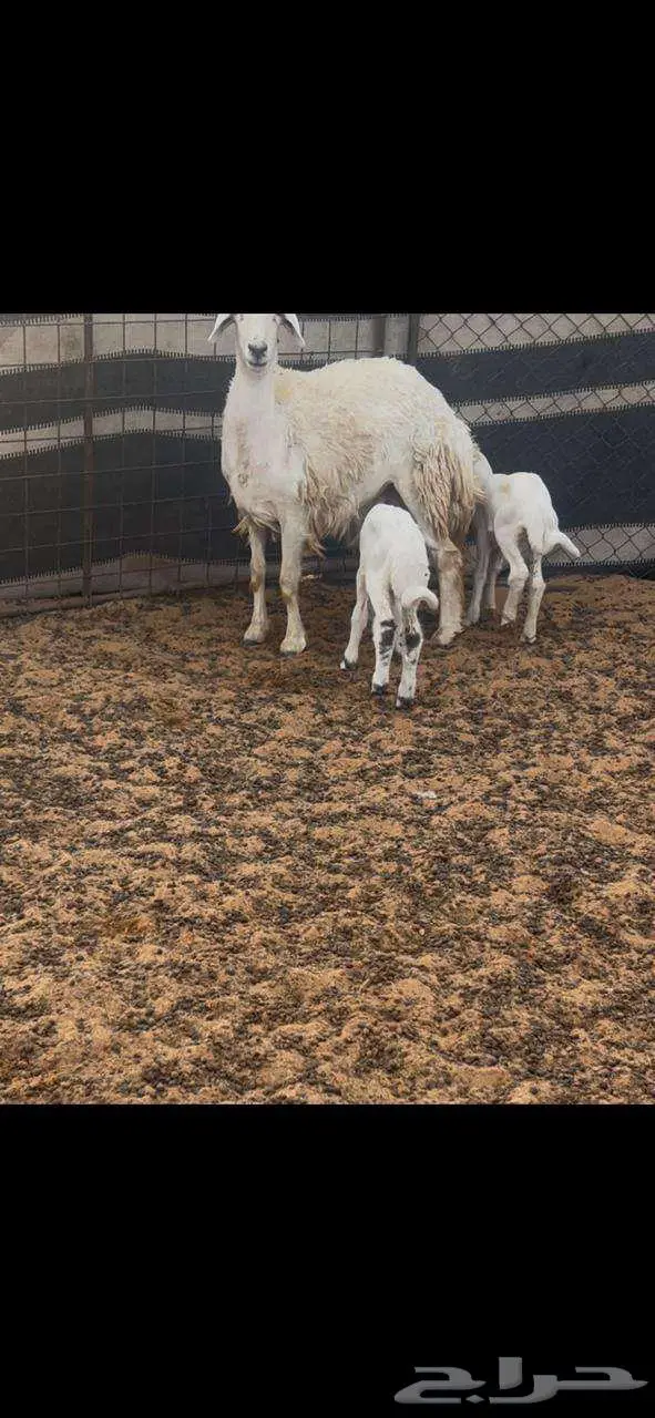 نعجه خلفه حريه للبيع 3