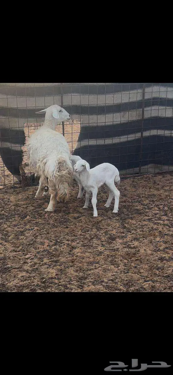 نعجه خلفه حريه للبيع 5