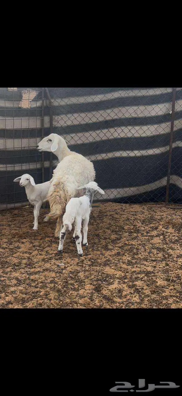 نعجه خلفه حريه للبيع 6