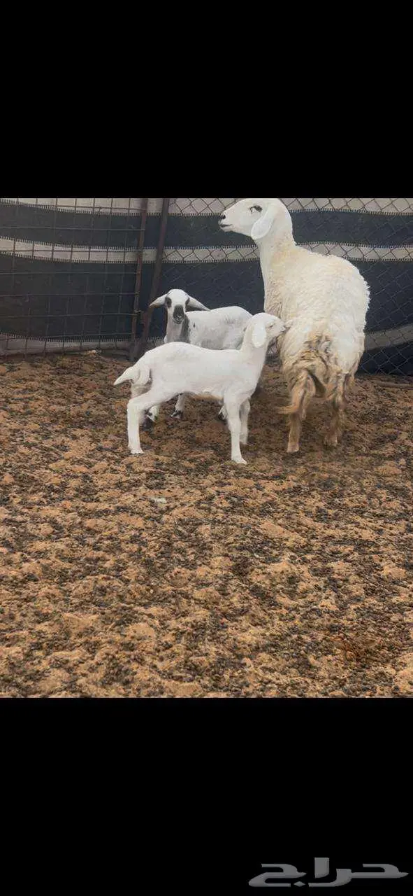 نعجه خلفه حريه للبيع 7