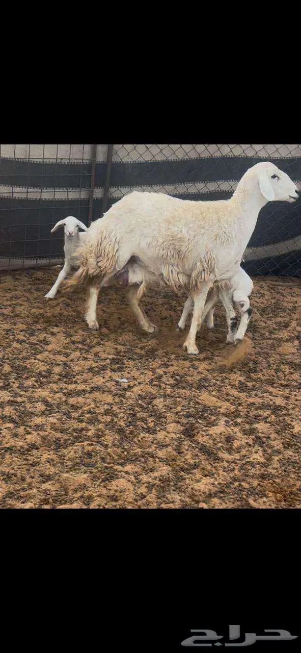 نعجه خلفه حريه للبيع 4