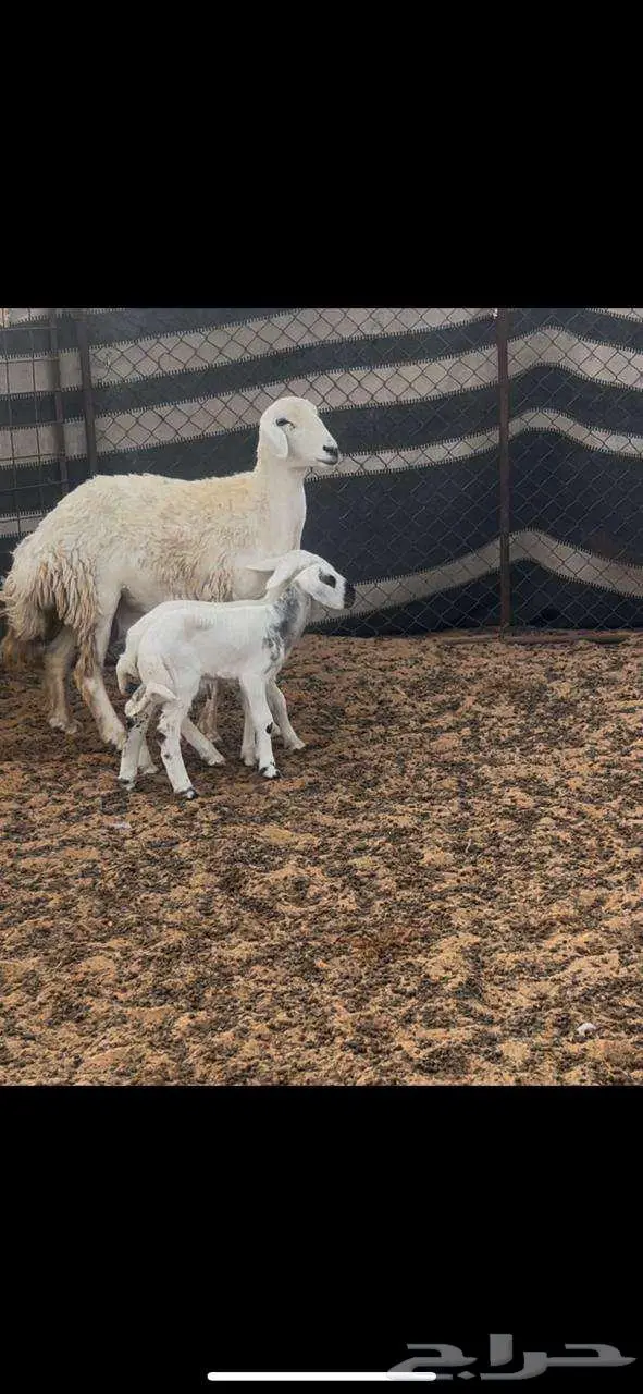 نعجه خلفه حريه للبيع 2