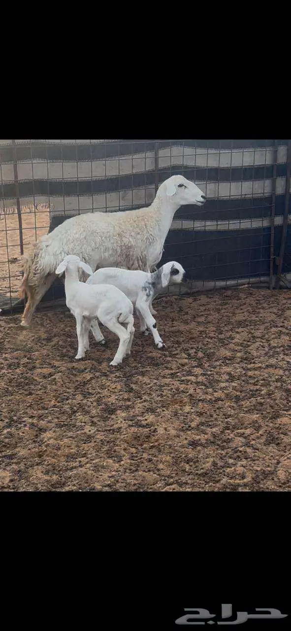 نعجه خلفه حريه للبيع 8