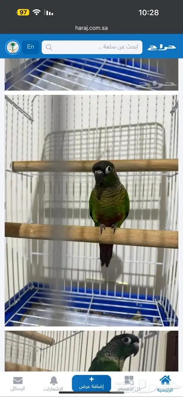 بيغاء كنيور 0