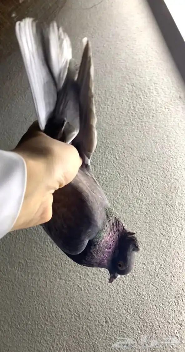 حمام قلابي حمر توب التوب 3