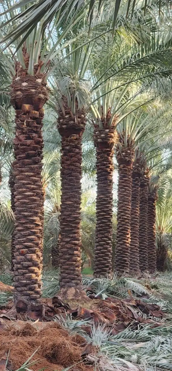 نخل واشنطن زينه للبيع ونخل مثمر لتواصل 4