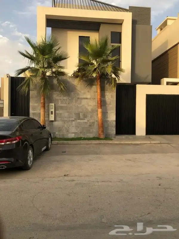 نخل واشنطني واشنطوانيا زينه للبيع 3