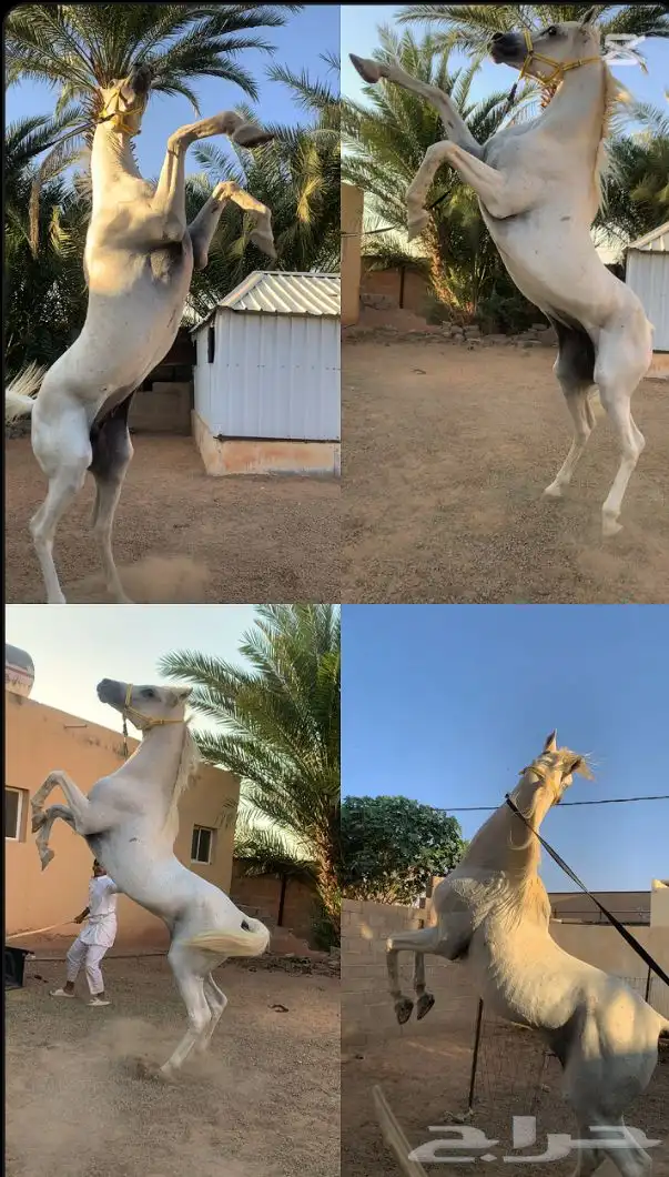 خيل للبيع 0