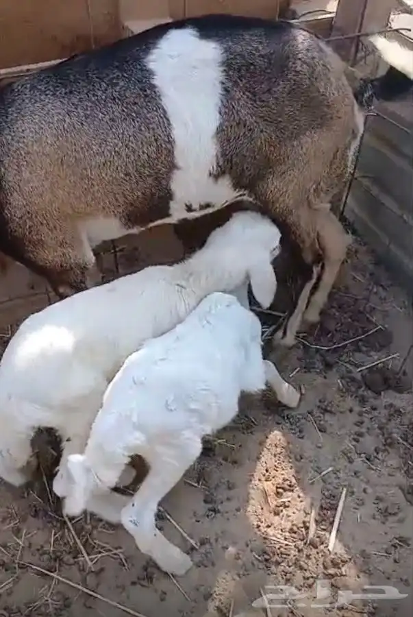 طليان دواغير 2