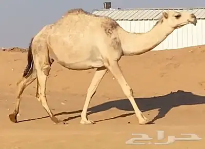 لقحه شقحاء index