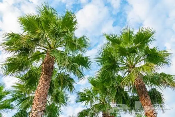 نقوم بتوريد النخيل الواشنطني الزينة واشجار الزيتون 0