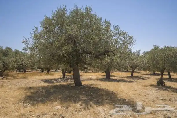 نقوم بتوريد النخيل الواشنطني الزينة واشجار الزيتون 7