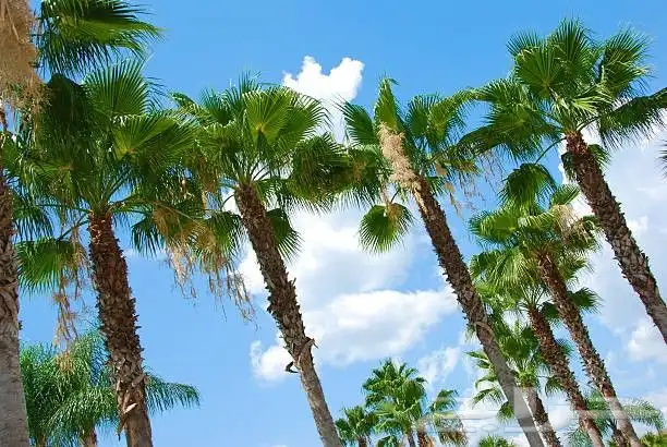 نقوم بتوريد النخيل الواشنطني الزينة واشجار الزيتون 2