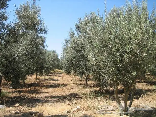 نقوم بتوريد النخيل الواشنطني الزينة واشجار الزيتون 8