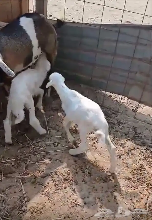 طليان دواغير 4