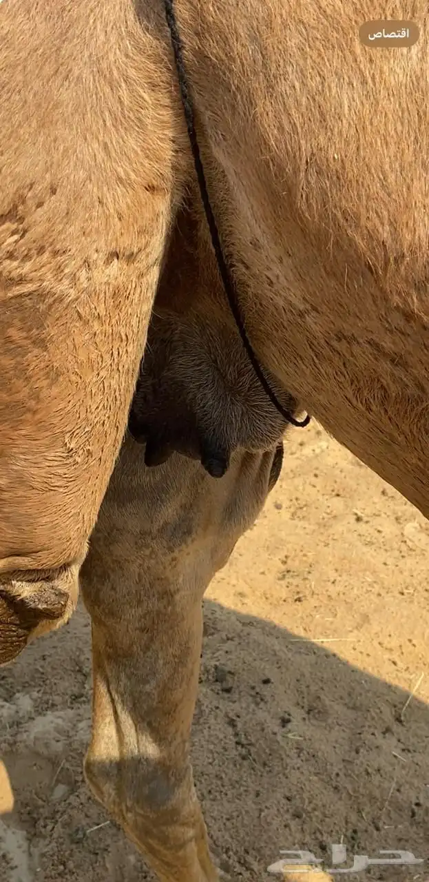 حمرا ضروبه 5