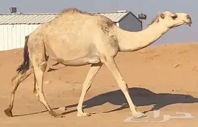 لقحه شقحاء index