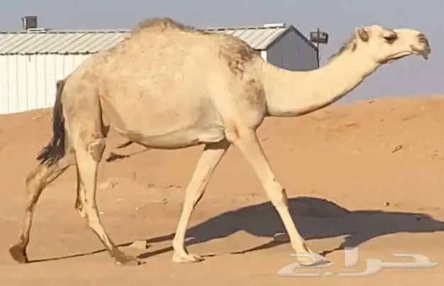 لقحه شقحاء 2