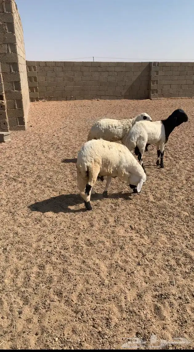 للبيع سواكن 0