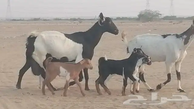 ماعز جنوبيات متاويم للبيع 3
