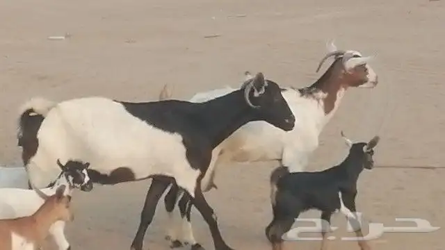 ماعز جنوبيات متاويم للبيع 20