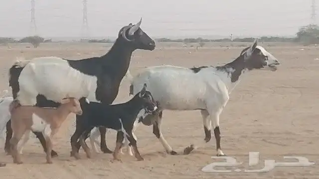 ماعز جنوبيات متاويم للبيع 24