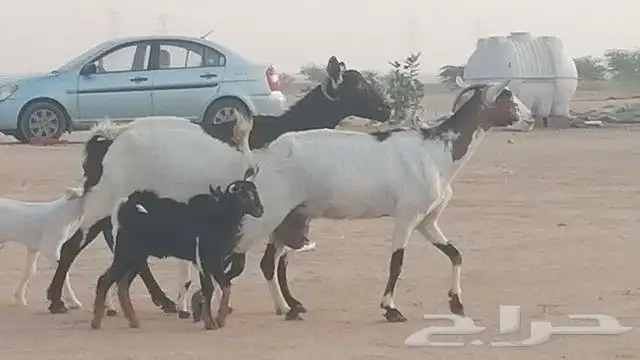 ماعز جنوبيات متاويم للبيع 26