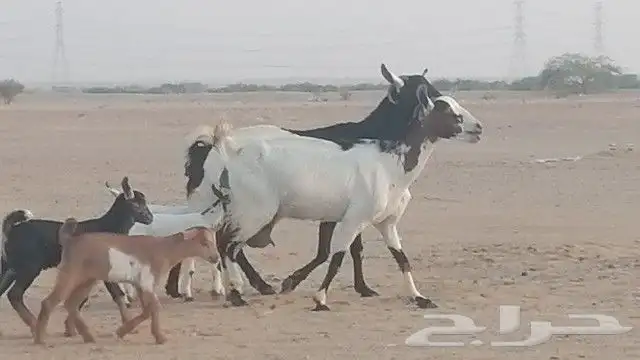ماعز جنوبيات متاويم للبيع 28