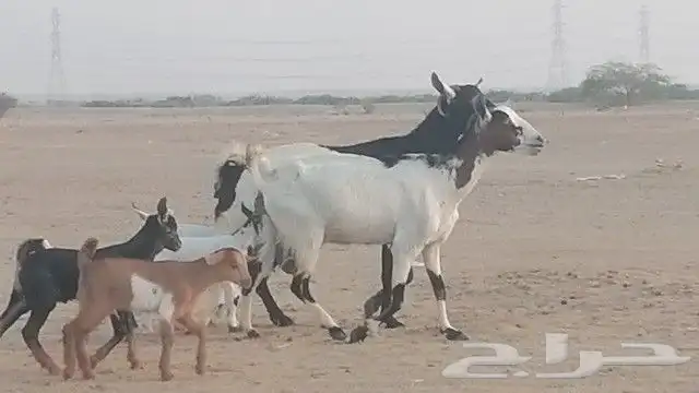 ماعز جنوبيات متاويم للبيع 1