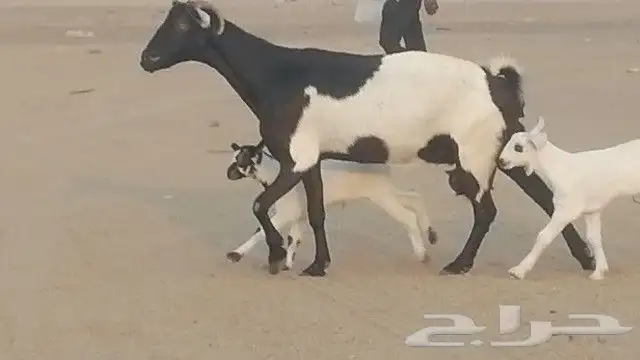 ماعز جنوبيات متاويم للبيع 13