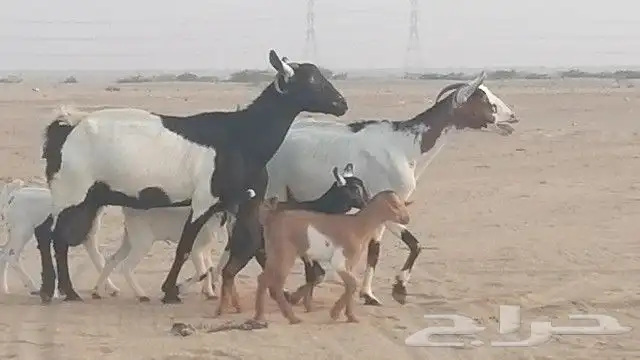 ماعز جنوبيات متاويم للبيع 5